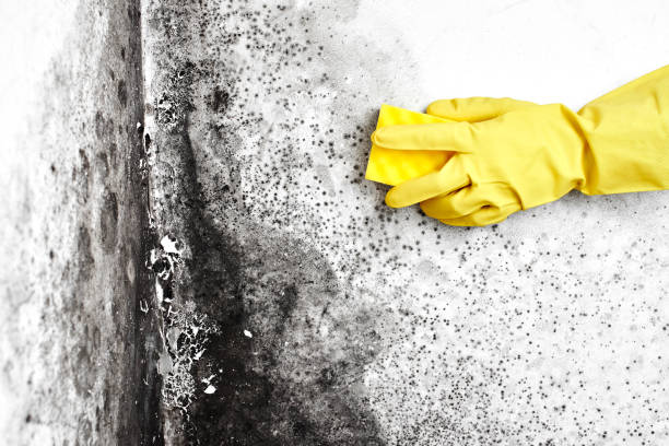 Best Same-Day Mold Removal  in Sky Valley, CA