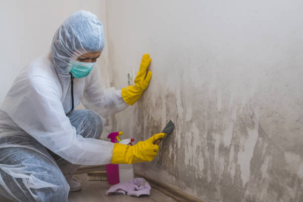 Best Mold Damage Repair  in Sky Valley, CA