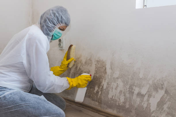 Best Toxic Mold Removal  in Sky Valley, CA