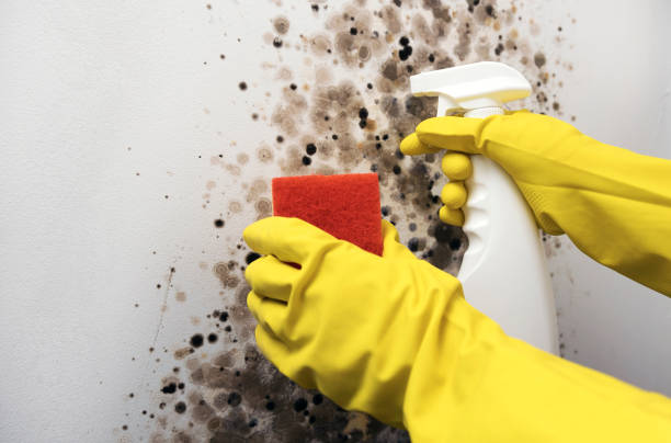 Best Mold Removal Near Me  in Sky Valley, CA