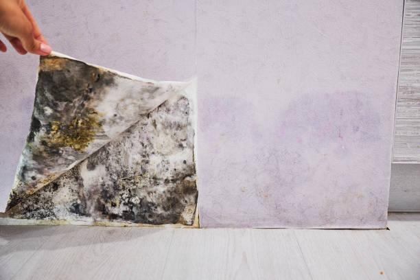Best Mold Testing  in Sky Valley, CA